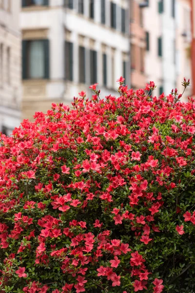Geranium flowers the historic city center of Verona. Italy — Stock Photo, Image