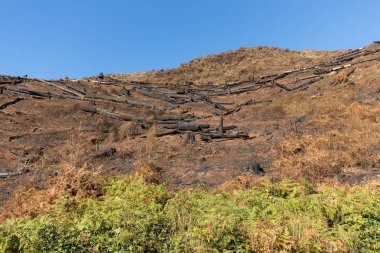 Dünya Mirası ormanlar Madeira korkunç 2016 yılında ateş tarafından yok. Bazı ağaçlar yaşamın büyük olacak ve bu felaket atlattı.