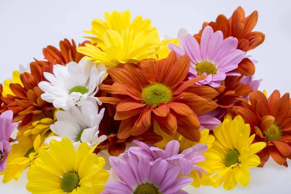 Renkli kasımpatı çiçekleri yakın çekim