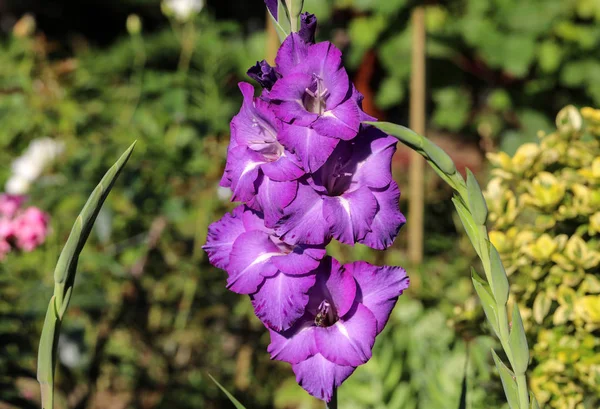 Cabeza de flor de gladiolo en jardín de verano —  Fotos de Stock
