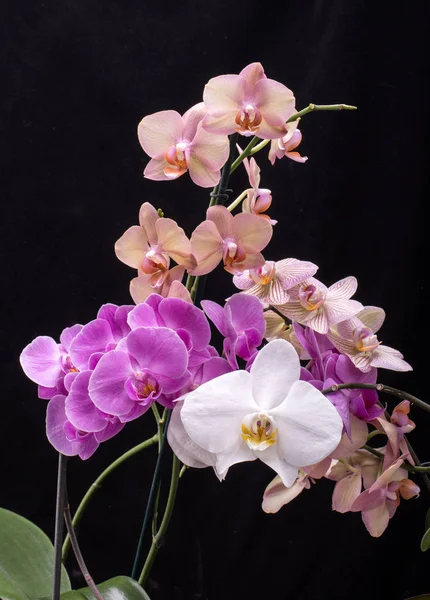 Krása barevné orchidej květiny izolované na černém pozadí — Stock fotografie