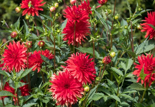 여름 정원에서 붉은 달리아 꽃의 머리 — 스톡 사진