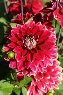 Kırmızı yıldız çiçeği çiçek yaz bahçesinde başkanı