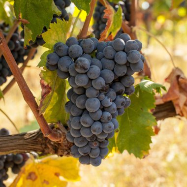 asma olgun kırmızı üzüm kümelerde