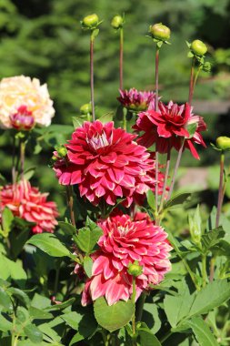 Kırmızı yıldız çiçeği çiçek yaz bahçesinde başkanı