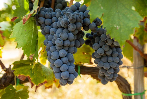 Cachos de uvas vermelhas maduras na vinha — Fotografia de Stock
