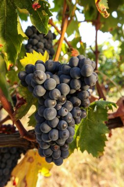 Hasattan önce olgun üzüm demetleri.