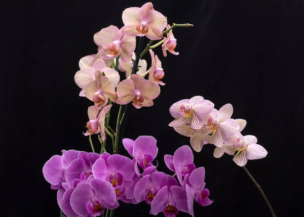 Krása barevné orchidej květiny izolované na černém pozadí — Stock fotografie