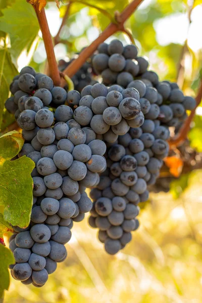 Стиглі червоні виноградні грона на лозі — стокове фото