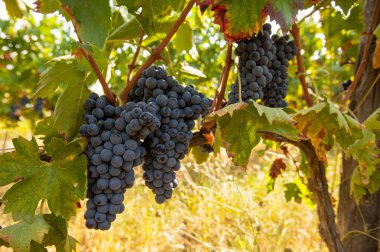 asma olgun kırmızı üzüm kümelerde