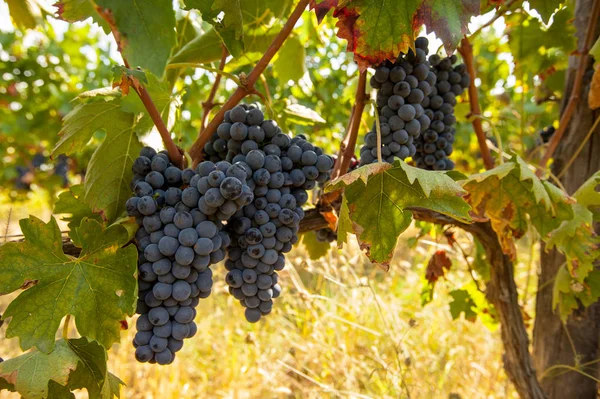 asma olgun kırmızı üzüm kümelerde