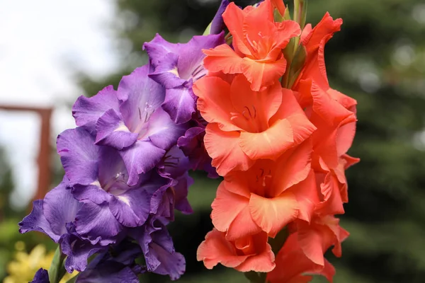 Chef för gladiolus blomma i sommarträdgården — Stockfoto