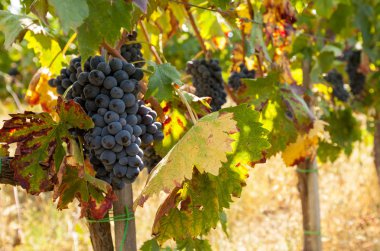 asma olgun kırmızı üzüm kümelerde