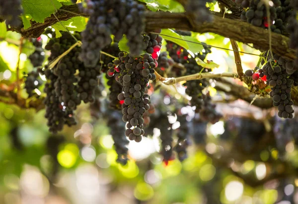 Klasar av Tinta Negra Mole druvor på pergola i Estreito de Camara de Lobos på Madeira. Portugal — Stockfoto