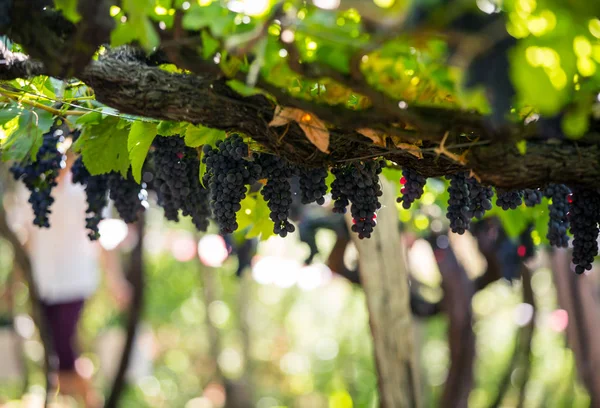 Ramos de Tinta Negra Uvas topo en pérgola en Estreito de Camara de Lobos en Madeira. Portugal —  Fotos de Stock