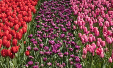 Bahçede açan renkli laleler.