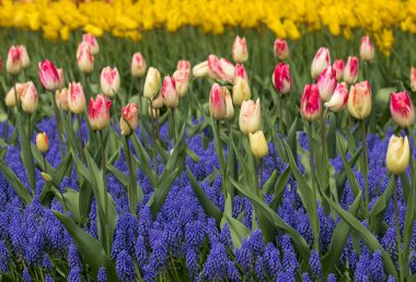 renkli Lale ve üzüm sümbül bir bahçede çiçek açan