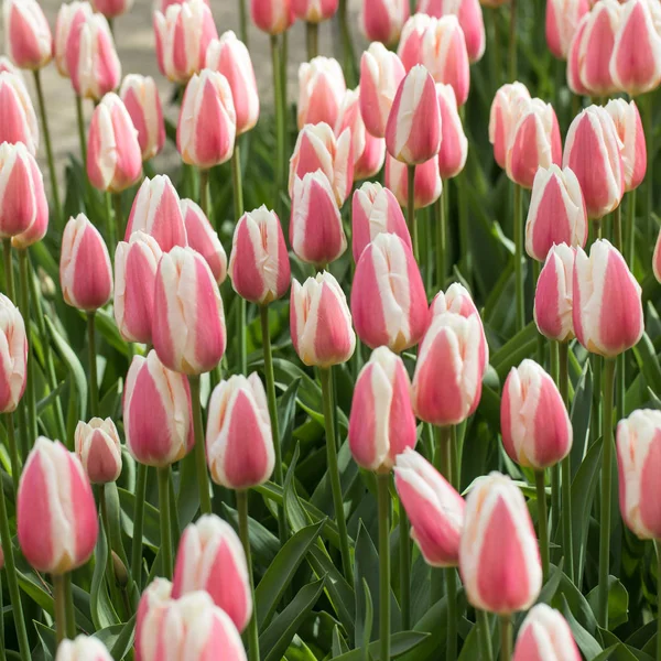 Kolorowe tulipany kwiaty kwitnące w ogrodzie — Zdjęcie stockowe