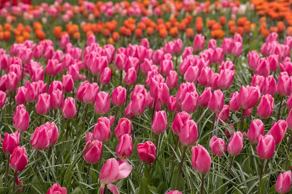 Bunte Tulpenblumen blühen in einem Garten — Stockfoto