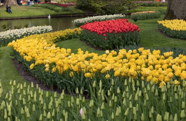 Színes virágok a Keukenhof kert Lisse, Hollandia, holland. — Stock Fotó