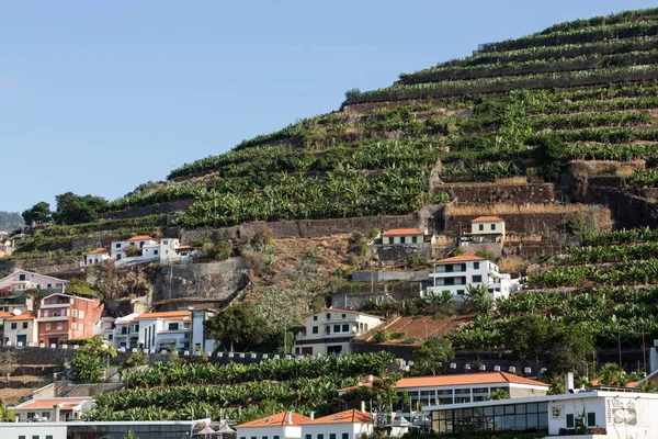 Camara de Lobos - tradicional pueblo de pescadores, situado a cinco kilómetros de Funchal en Madeira. Portugal —  Fotos de Stock