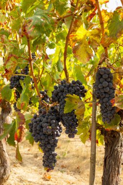 asma olgun kırmızı üzüm kümelerde