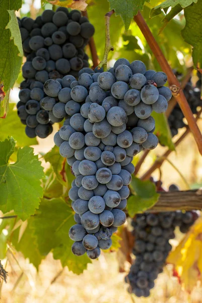 Cachos de uvas vermelhas maduras na vinha — Fotografia de Stock