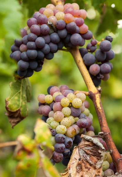 Dojrzałych czerwonych winogron klastrów na winorośli — Zdjęcie stockowe