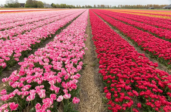 Tulipánová pole v Bollenstreek, Jižní Holandsko, Nizozemsko — Stock fotografie