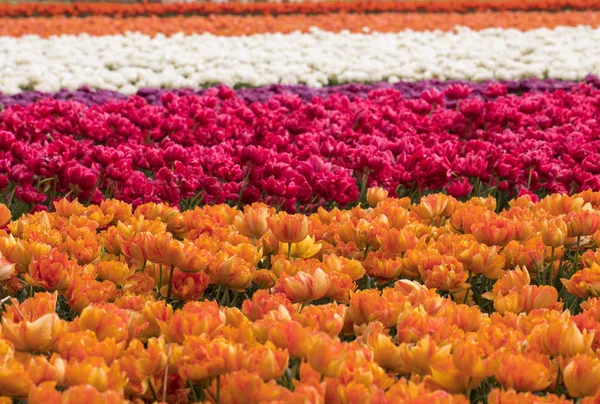 Campi di tulipani a Bollenstreek, Olanda Meridionale, Paesi Bassi — Foto Stock