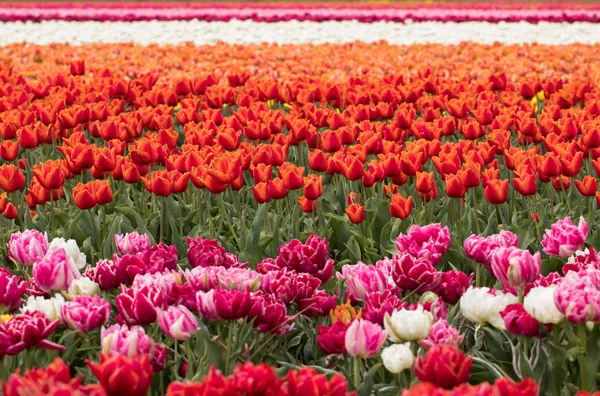 Campi di tulipani a Bollenstreek, Olanda Meridionale, Paesi Bassi — Foto Stock