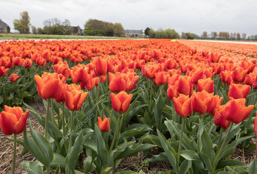Tulip fields in the Bollenstreek, South Holland, Netherlands 