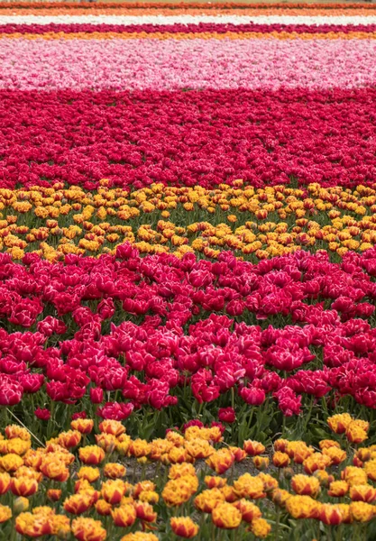 Campi di tulipani a Bollenstreek, Olanda Meridionale, Paesi Bassi — Foto Stock