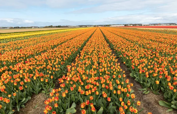 Tulip fields in the Bollenstreek, South Holland, Netherlands — Stock Photo, Image