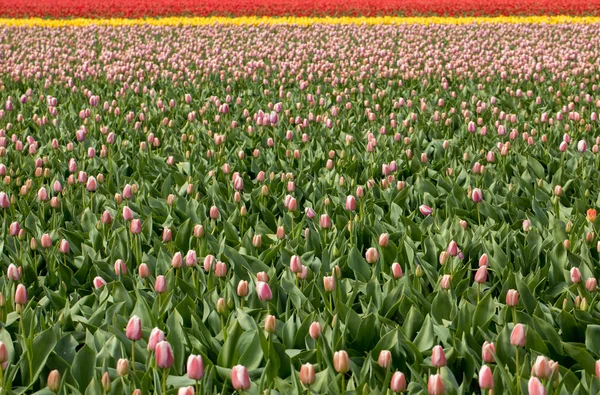 Pola tulipanów w Bollenstreek, Holandia Południowa, Holandia — Zdjęcie stockowe