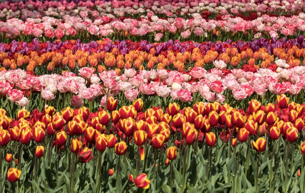 Campos de tulipas em Bollenstreek, Holanda do Sul, Países Baixos — Fotografia de Stock