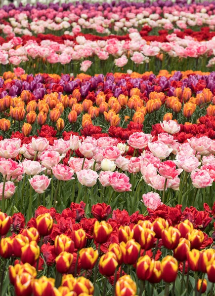 Campos de tulipas em Bollenstreek, Holanda do Sul, Países Baixos — Fotografia de Stock