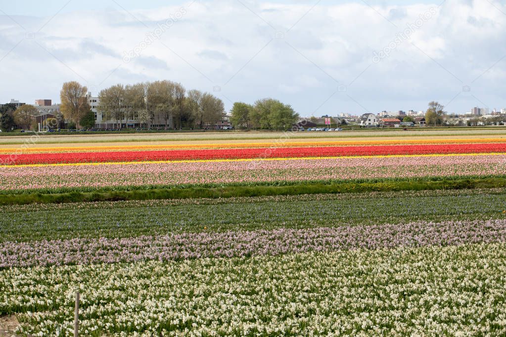 Tulip and hyacinth  fields of the Bollenstreek, South Holland, Netherlands 