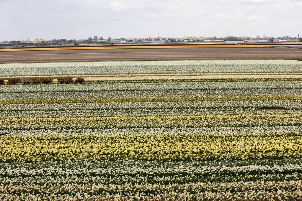 Tulip and hyacinth  fields of the Bollenstreek, South Holland, Netherlands 