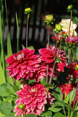 Yıldız çiçeği çiçek yaz bahçesinde