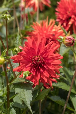 Yıldız çiçeği çiçek yaz bahçesinde