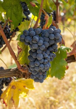 Hasattan önce olgun üzüm demetleri.