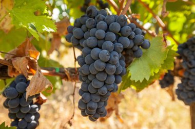 Hasattan önce olgun üzüm demetleri.