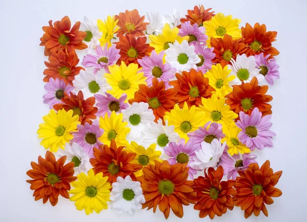 La imagen de fondo de las coloridas flores de crisantemo — Foto de Stock