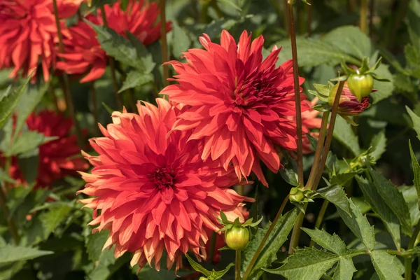 Dahlia flower in summer garden — Stock Photo, Image