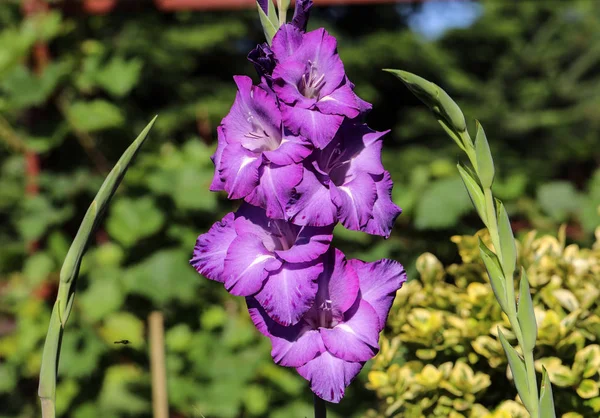 Cabeza de flor de gladiolo en jardín de verano — Foto de Stock