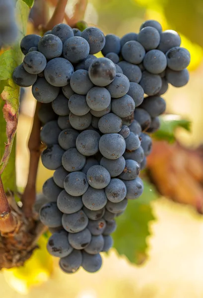Cachos de uvas maduras antes da colheita. — Fotografia de Stock