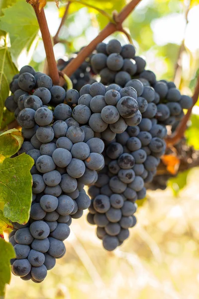 Cachos de uvas maduras antes da colheita. — Fotografia de Stock