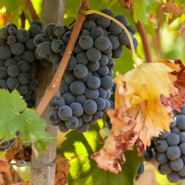 Cachos de uvas maduras antes da colheita. — Fotografia de Stock