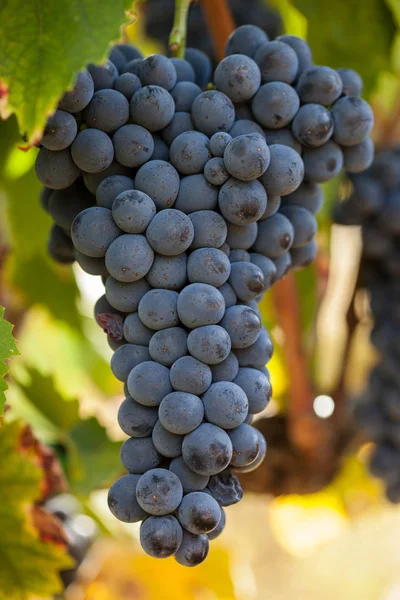 Grappoli di uva matura prima della vendemmia. — Foto Stock